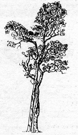 эбеновое дерево